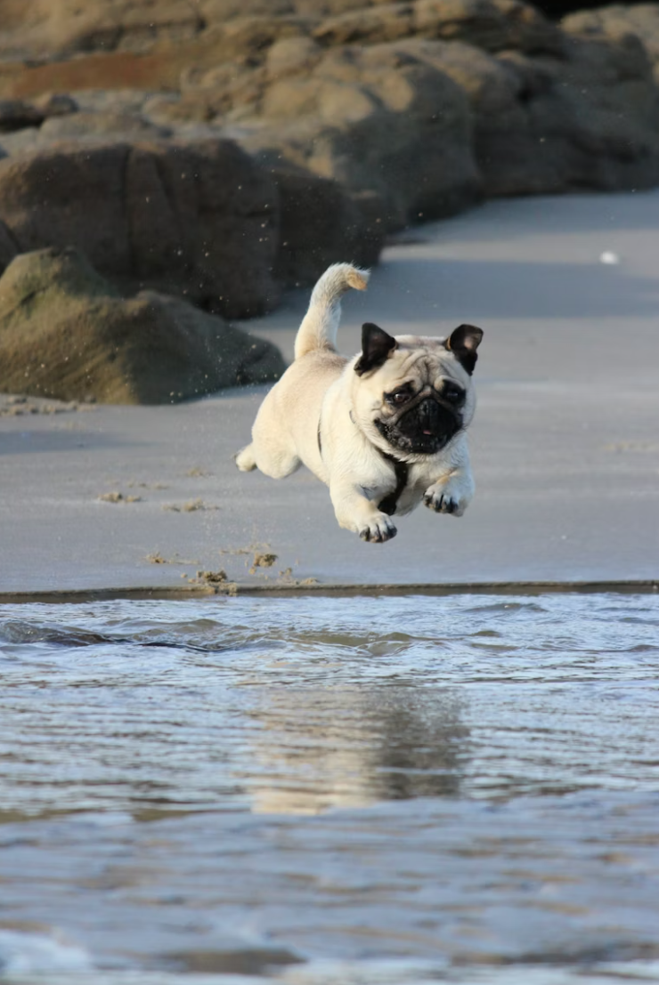 A white and black colored Pug joyfully sprinting across a rive, surrounded by some rocks, during the day.